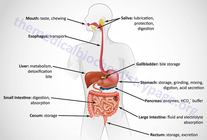 Digestion and Digestive Processes - The Medical Biochemistry Page