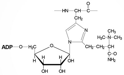 Structure of diphthamide residue