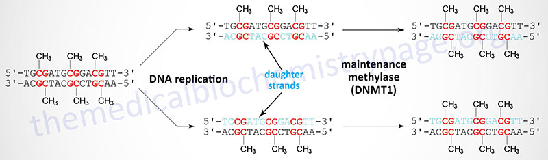 process of post-replicative DNA methylation