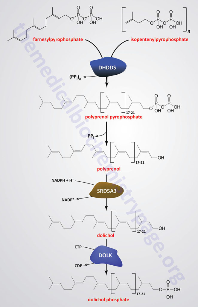 Pathway of dolichol phosphate synthesis