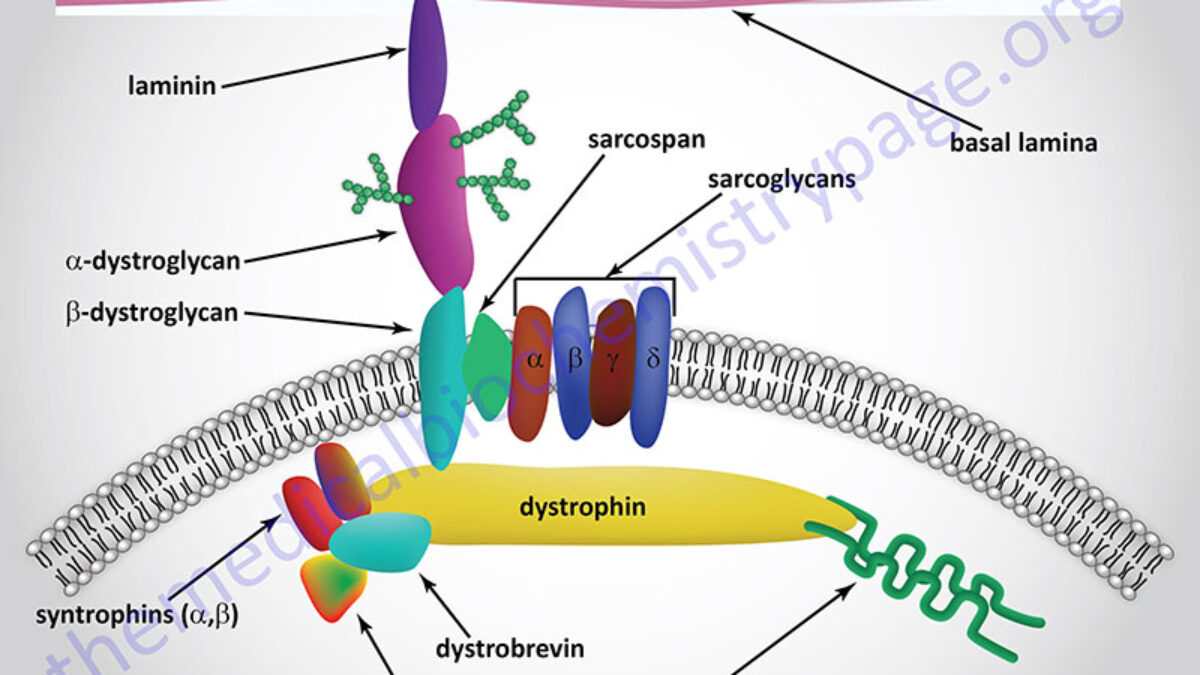 Duchenne Muscular Dystrophy, DMD - The Medical Biochemistry Page
