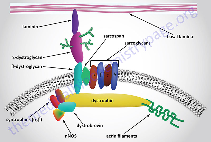 Diagrammatic representation of the dystrophin complex of muscle cells