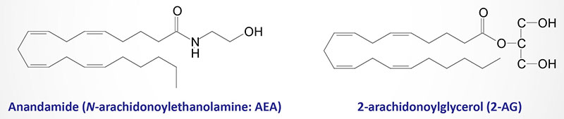 Structures of anandamide (AEA) and 2-arachidonoylglycerol (2-AG)