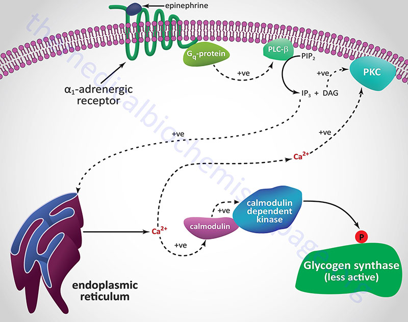 Regulation of glycogen synthase by alpha-adrenergic receptor activation