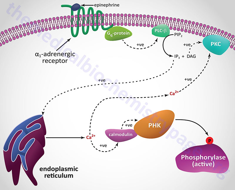 Regulation of glycogen phosphorylase via activation of α-adrenergic receptors