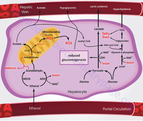 Ethanol Metabolism and Its Impact on Health - The Medical Biochemistry Page
