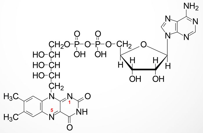 Structure of flavin adenine dinucleotide: FAD