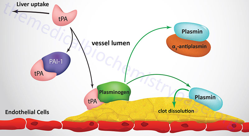 mechanism of tPA activation of plasmin and fibrin clot dissolution