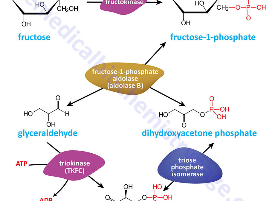 Fructose Metabolism