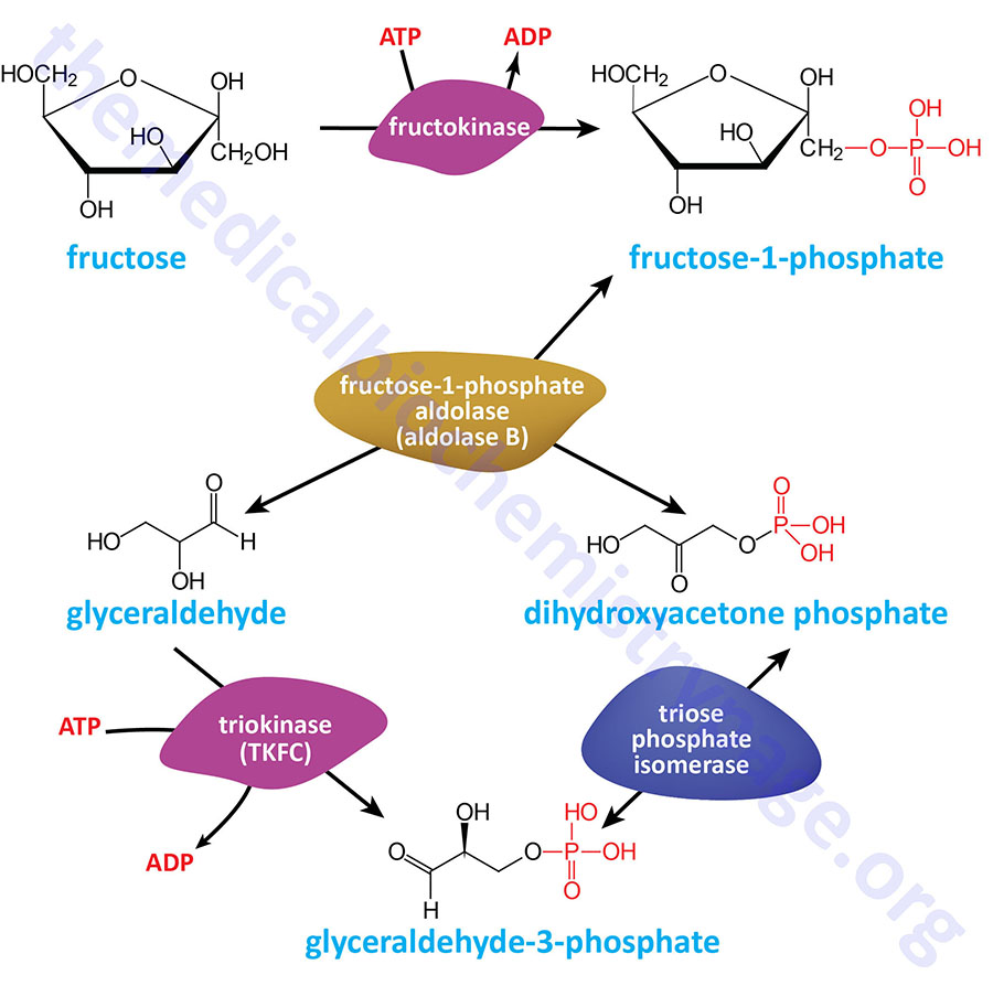 Reactions of fructose metabolism