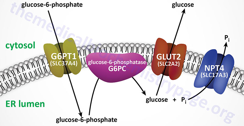 Von Gierke Disease Type 1 Glycogen Storage Disease The Medical Biochemistry Page