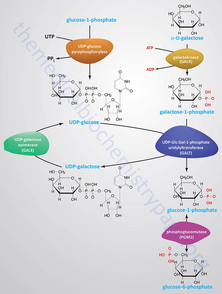Reactions of galactose metabolism