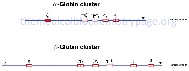 chromosomal structure of the alpha and beta globin genes