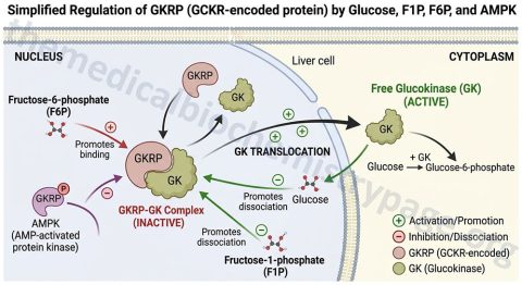 Understanding Glycolysis in Human Metabolism - The Medical Biochemistry ...