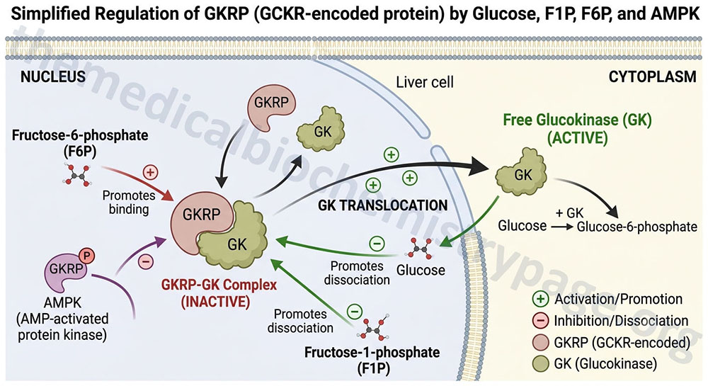 overview of the regulation of glucokinase activity by glucokinase regulatory protein (GKRP: encoded by the GCKR gene)