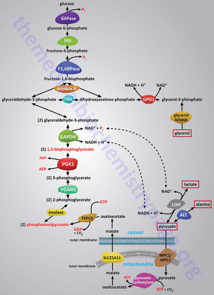 pathway of gluconeogenesis including various substrate entry