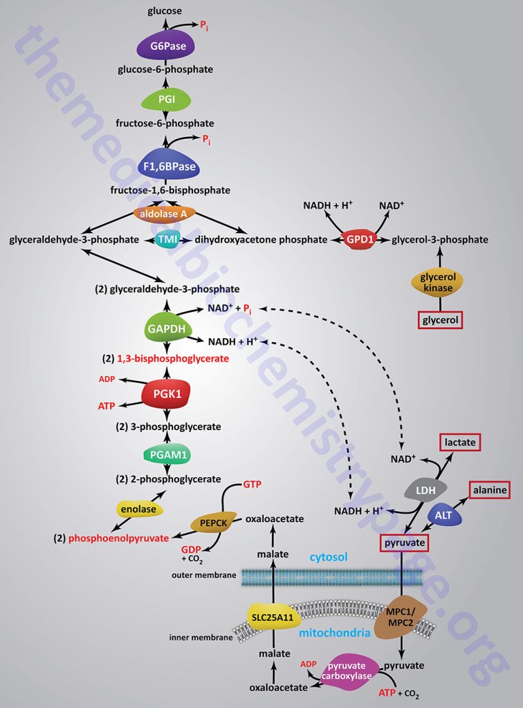 reactions of hepatic gluconeogenesis