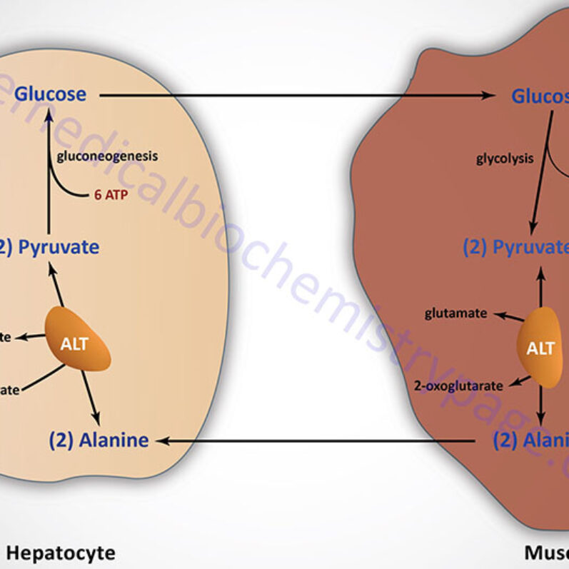orlistat l carnitina efectos secundarios Orlistat y su impacto en la salud