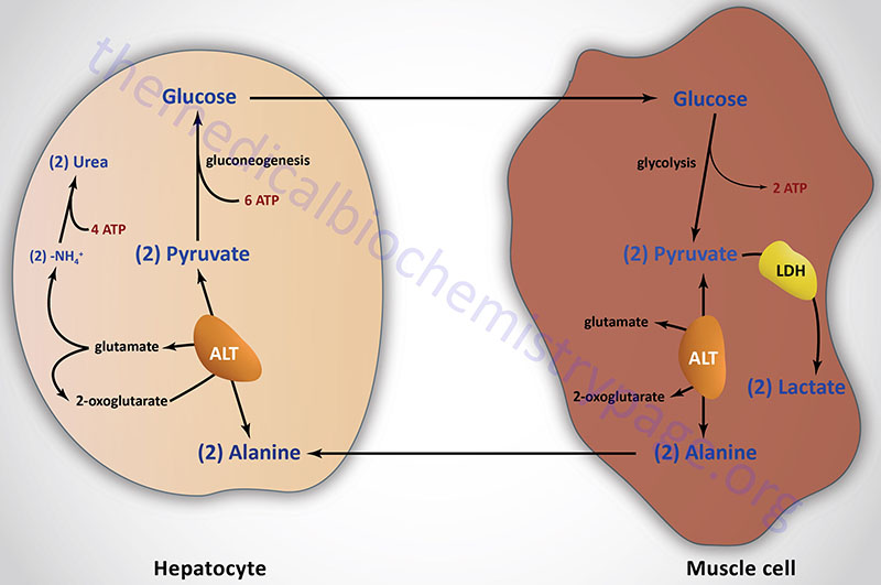 The glucose-alanine cycle