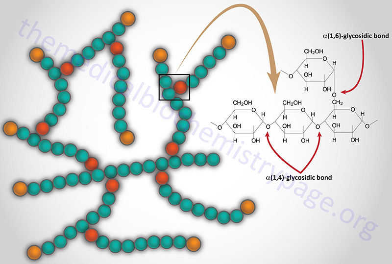 Glycogen Metabolism - The Medical Biochemistry Page