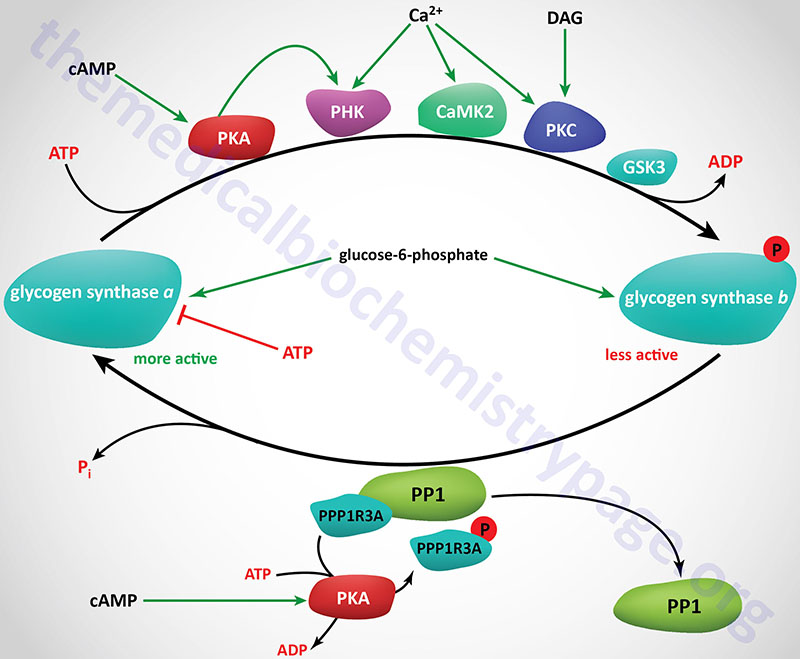 Regulation of glycogen synthase