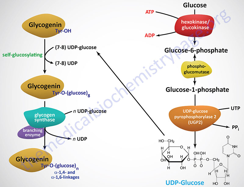 synthesis of glycogen from glucose 6 phosphate