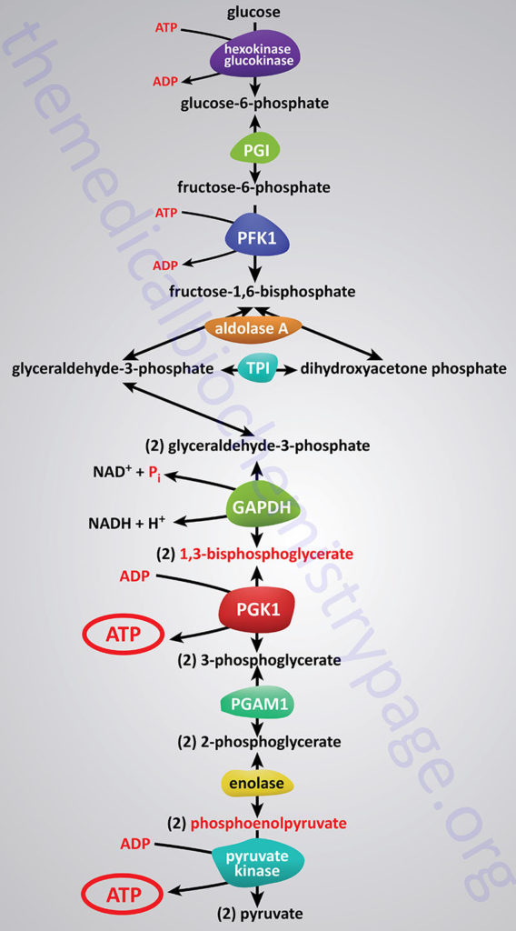 Reactions of glycolysis