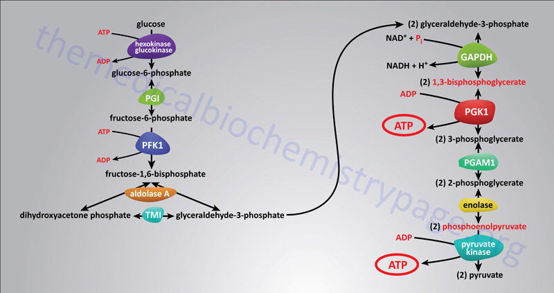 Reactions of glycolysis