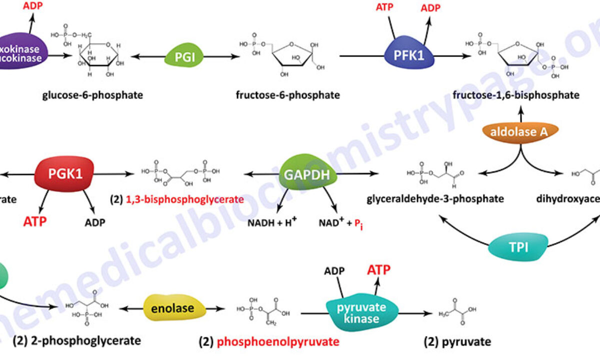 Understanding Glycolysis in Human Metabolism - The Medical Biochemistry Page, image size:1200x720