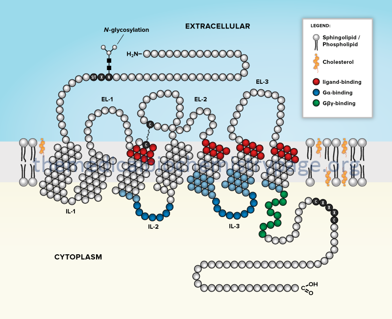 G-protein coupled receptor (GPCR) structure