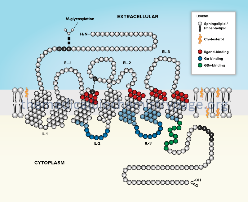 g protein coupled receptors