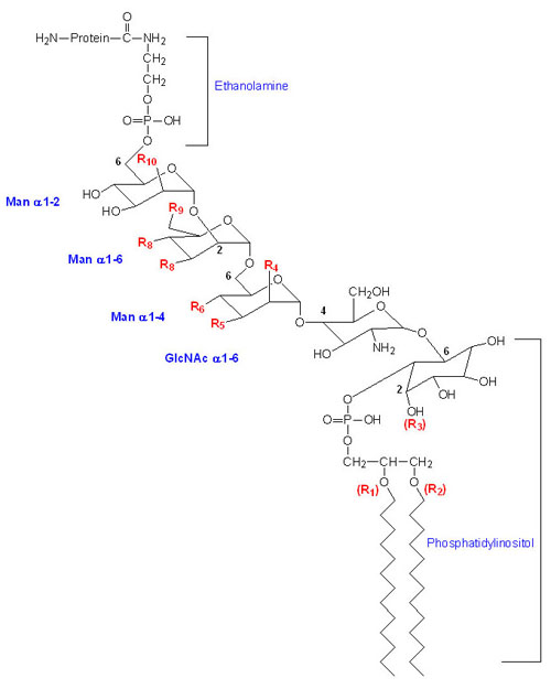 Structure of the glycosylphosphatidylinositol (GPI) linkage