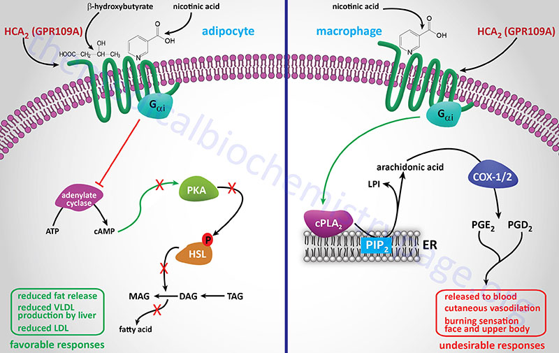 Role of HCA2 (GPR109A) binding of beta-hydroxybutyrate and nicotinic acid