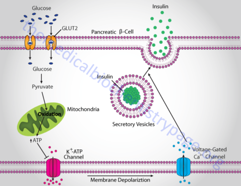 Insulin Function, Insulin Resistance, and Food Intake Control of ...