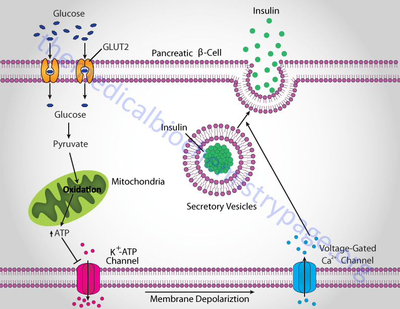 Glucose-stimulated insulin secretion (GSIS) from pancreas