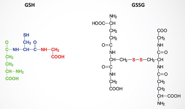 Structures of reduced (GSH) and oxidized (GSSG) glutathionee