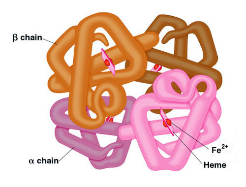 Hemoglobin And Myoglobin The Medical Biochemistry Page