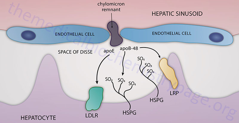 process of chylomicron remnant uptake by the liver