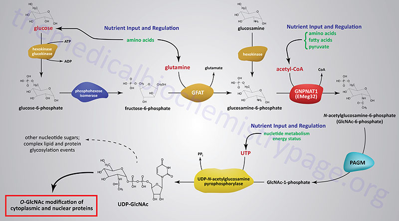 Hexosamine biosynthesis pathway, HBP
