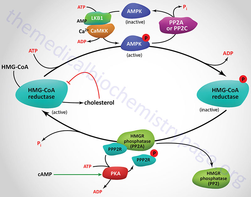 Regulation of the activity of HMG-CoA reductase (HMGR)