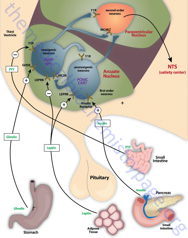 Hypothalamic circuits in the control of appetite