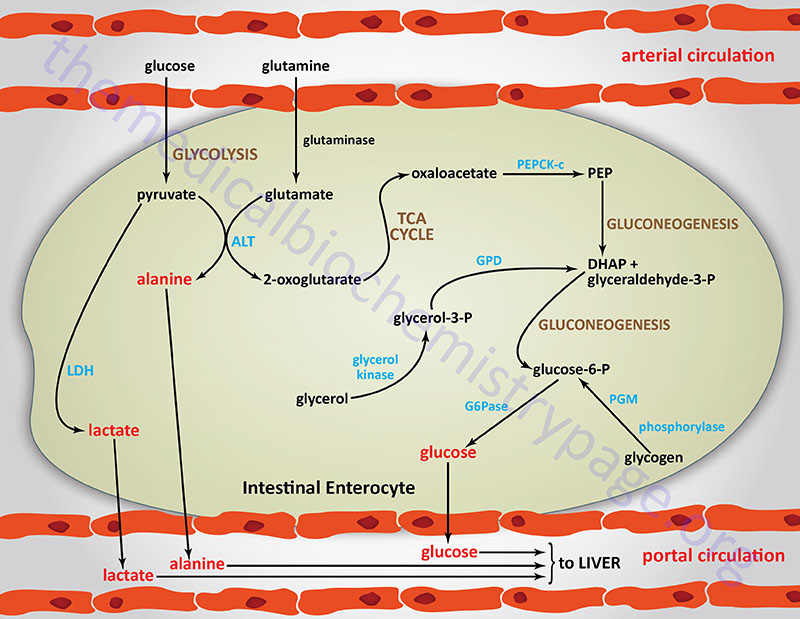 Субстрат LDH. Глюконеогенез из глутамата. Endogenous processing Pathway. Metabolic Pathways in the Liver Cell.