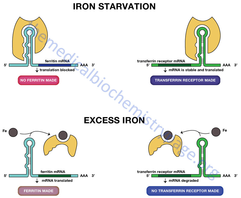 Iron-mediated regulation of translation of the ferritin and transferrin receptor mRNAs