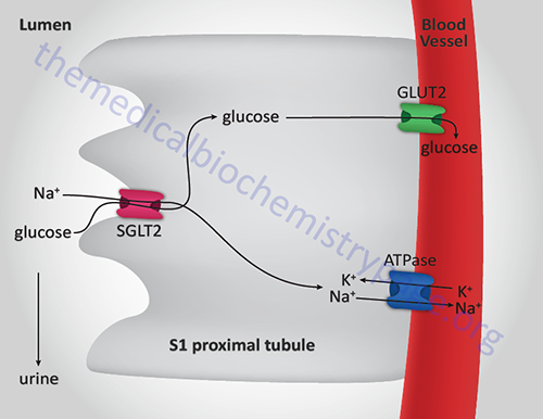 Glucose reabsorption in S1 segment of kidney proximal tubule