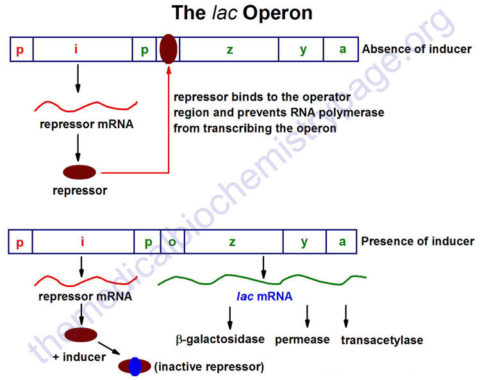 Regulation of Gene Expression - The Medical Biochemistry Page