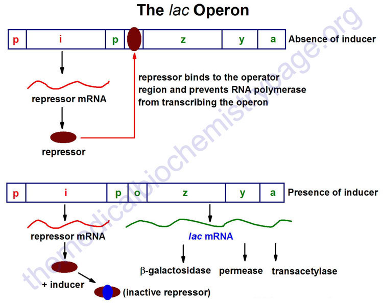 Regulation of the lac operon in E. coli