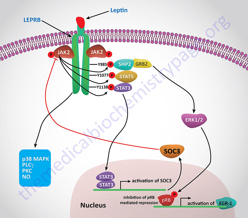 Signal transduction pathways activated by leptin receptor