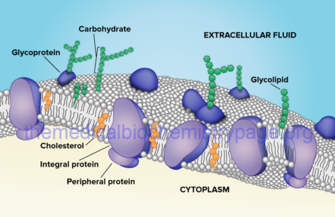 Biological Membranes and Membrane Transport Processes - The Medical ...