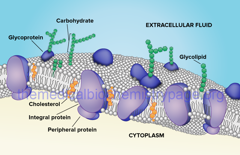 Structure of the typical lipid bilayer of the plasma membrane