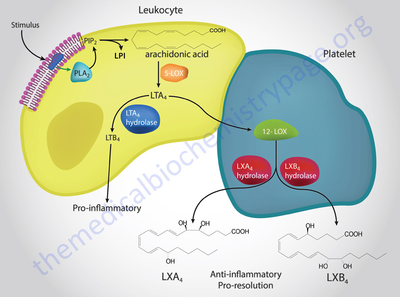 Bioactive Lipid Mediators of Inflammation